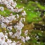 tirusakura